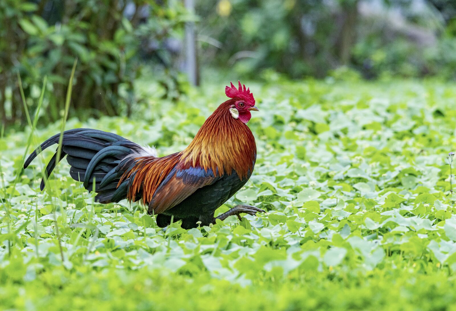 Nikon D810 sample photo. Chicken, rico, delicious photography