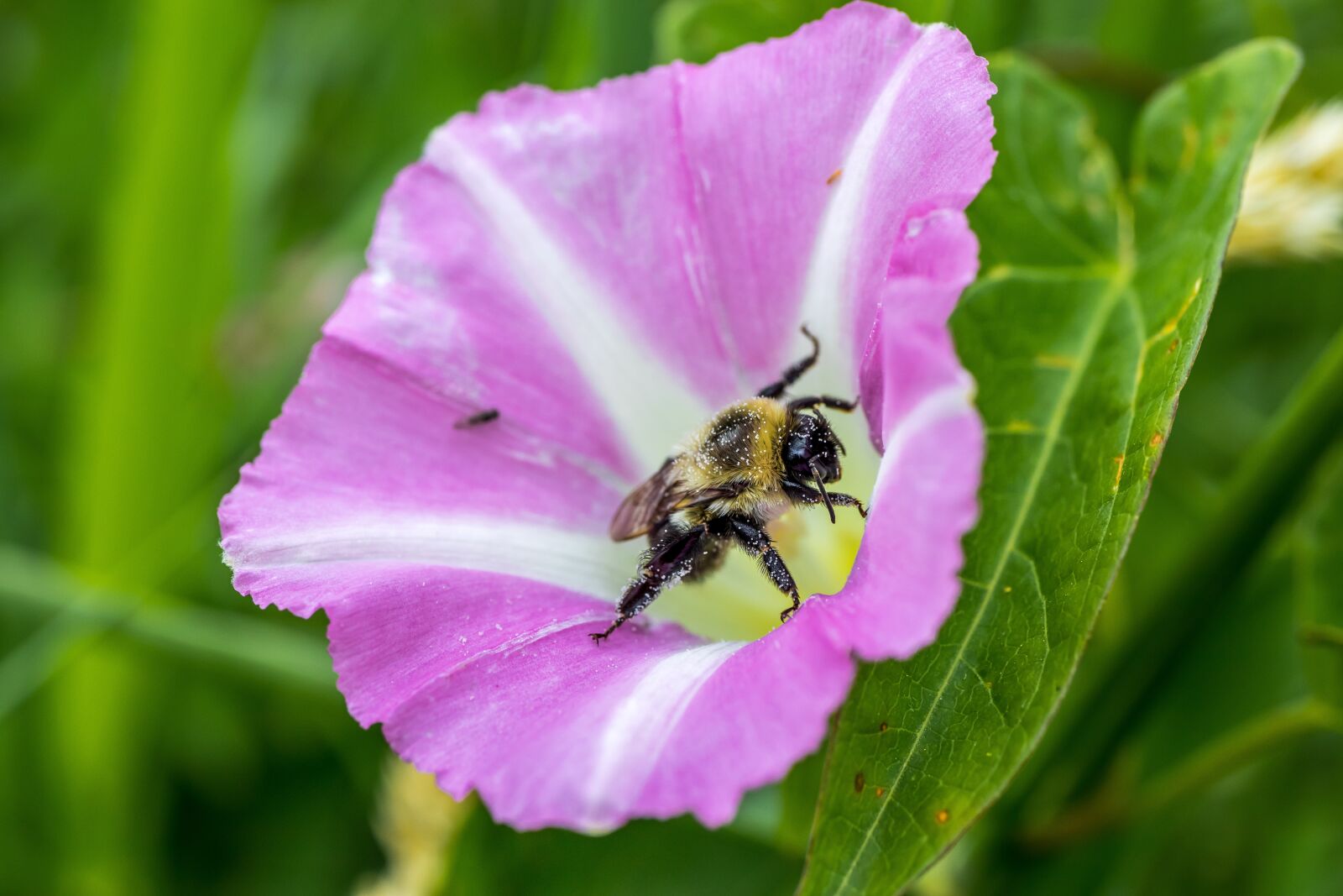 Canon EF-S 35mm F2.8 Macro IS STM sample photo. Bindweed, flower, bee photography