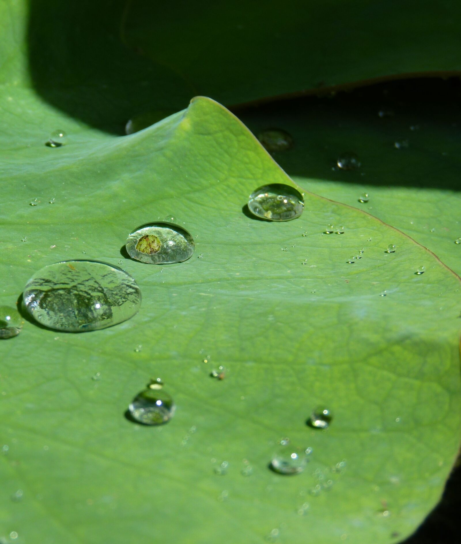 Panasonic Lumix DMC-FZ35 (Lumix DMC-FZ38) sample photo. Lotus effect, drip, water photography