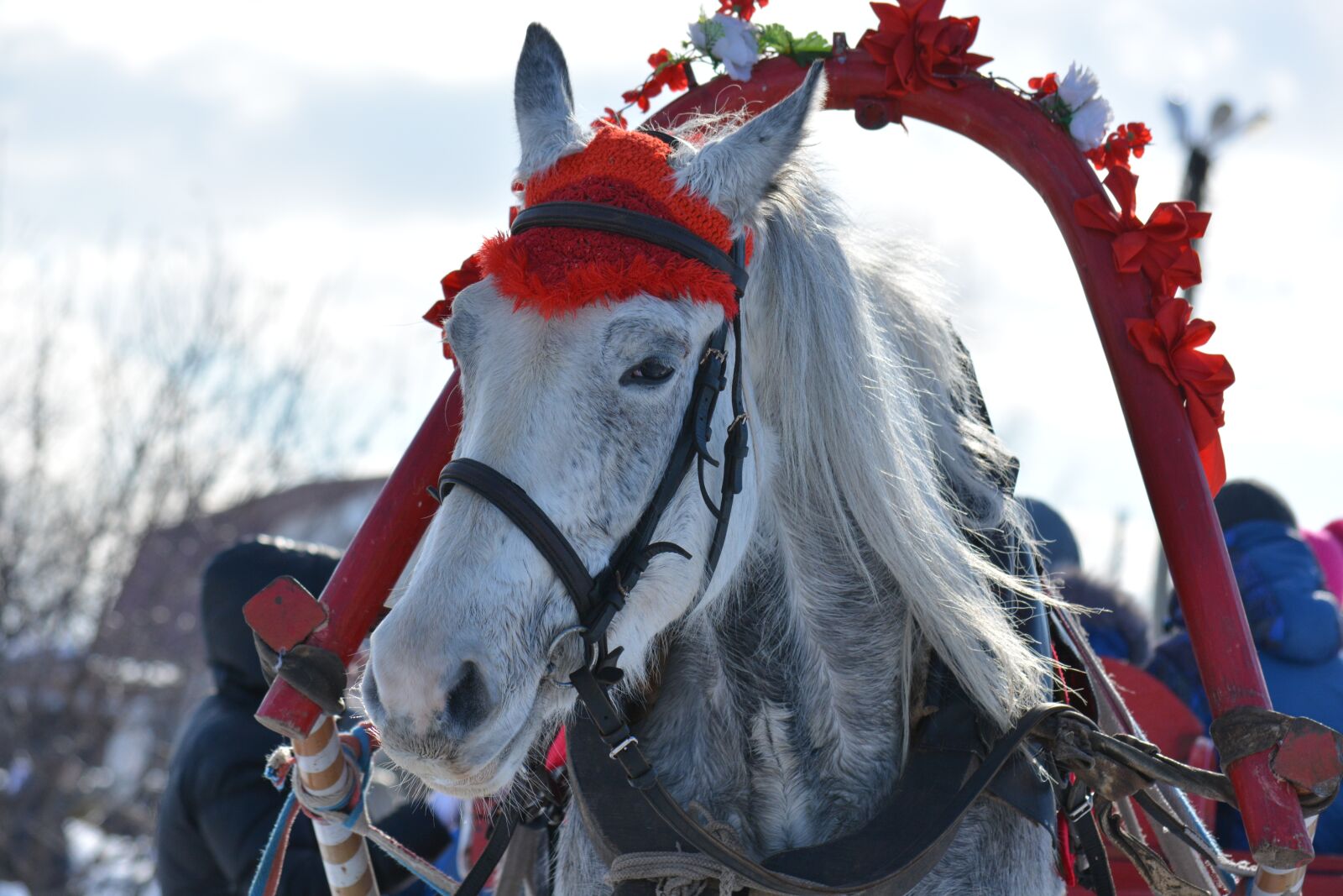 Nikon D5200 sample photo. Team, horse, harness photography