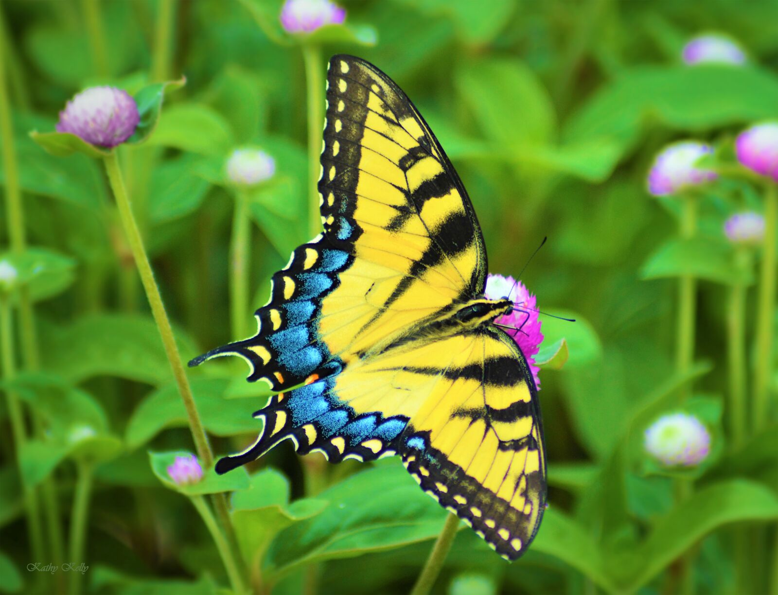Nikon D3200 sample photo. Swallowtail butterfly, butterfly, flowers photography