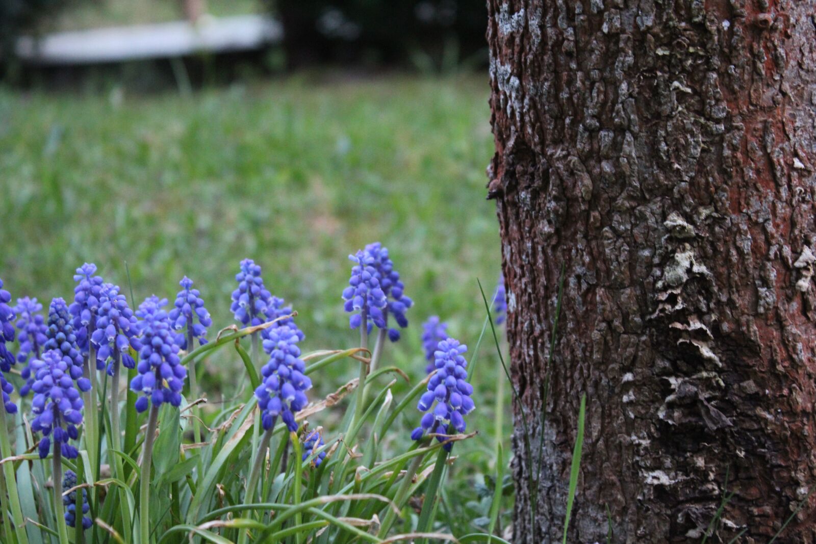 Canon EOS 1300D (EOS Rebel T6 / EOS Kiss X80) sample photo. Nature, plant, flower photography