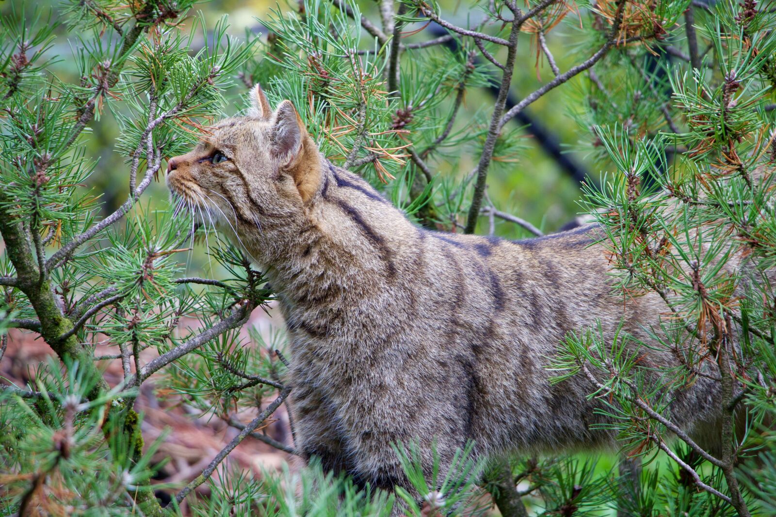 Canon EOS 70D sample photo. Nature, animals, wildcat photography