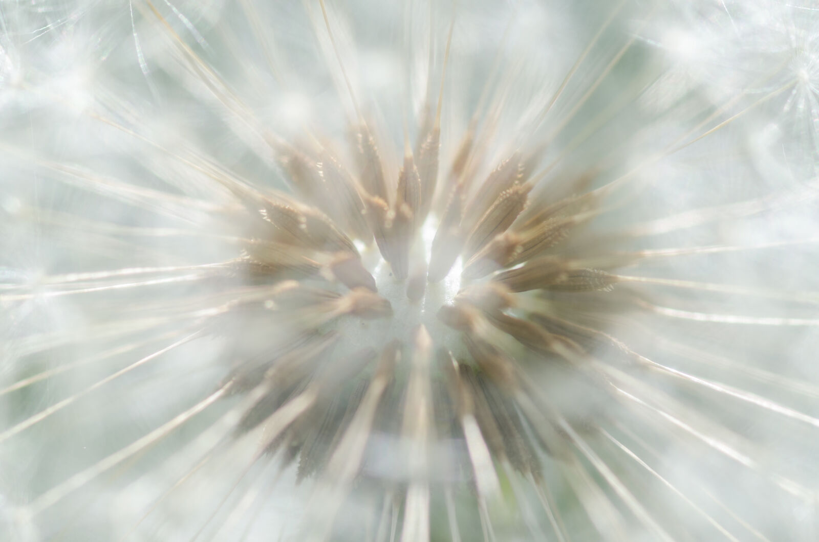 Nikon D5100 sample photo. Beautiful, blurry, bright, close photography