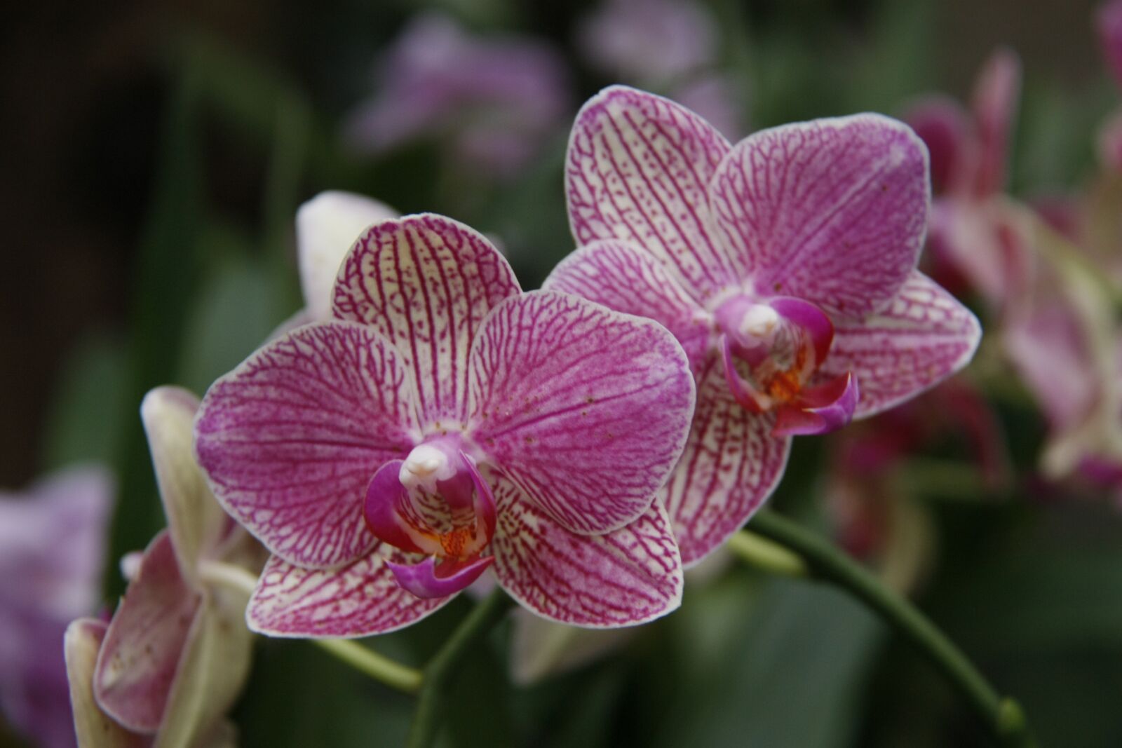 Canon EOS 450D (EOS Rebel XSi / EOS Kiss X2) sample photo. Orchid, phalaenopsis, garden photography