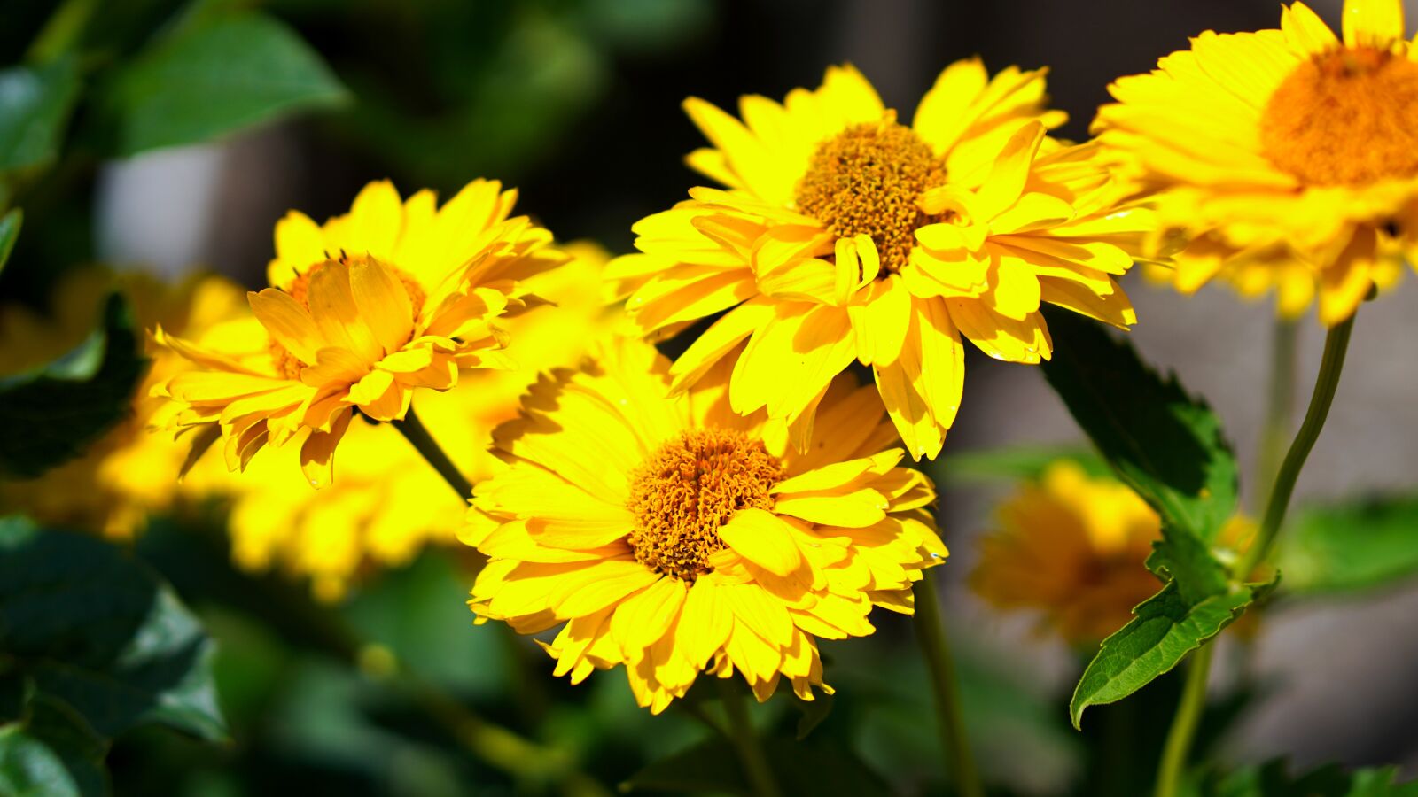 Sony a6400 + E 50mm F1.8 OSS sample photo. Mädchenauge, flower, yellow photography