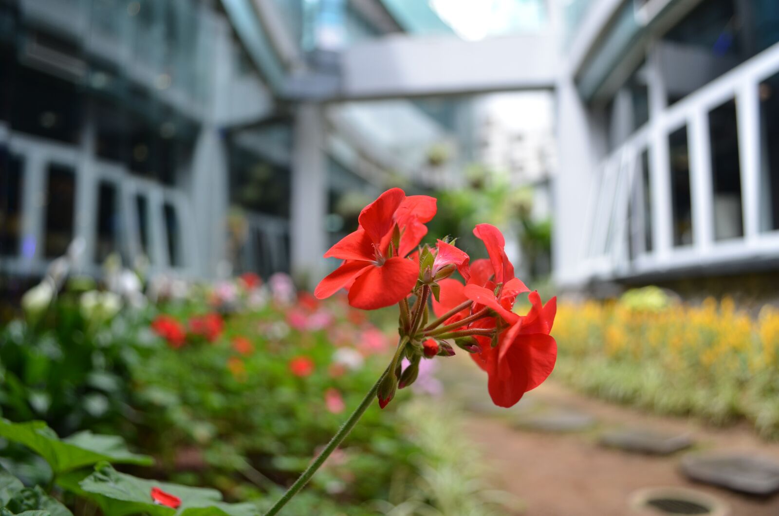 Nikon D7000 sample photo. Dalat, flowers, scenery photography