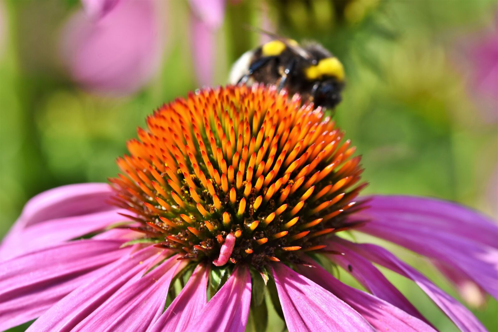 Nikon D7200 sample photo. Red glow purple coneflower photography