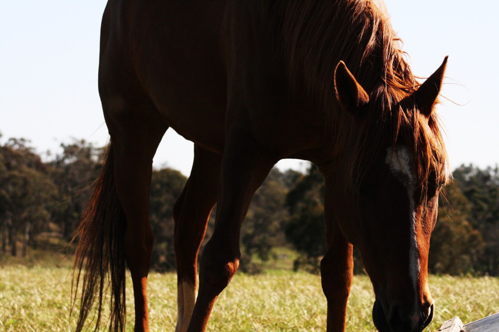 Canon EOS 1000D (EOS Digital Rebel XS / EOS Kiss F) sample photo. Horse, grass, meadow photography