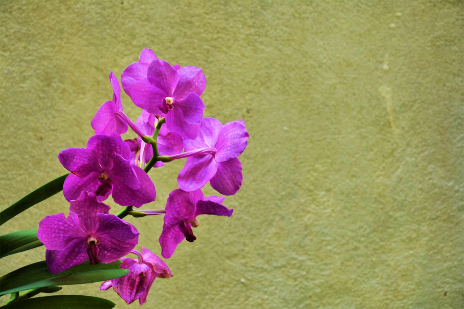 Nikon D5200 sample photo. Indoor plant, green plant photography