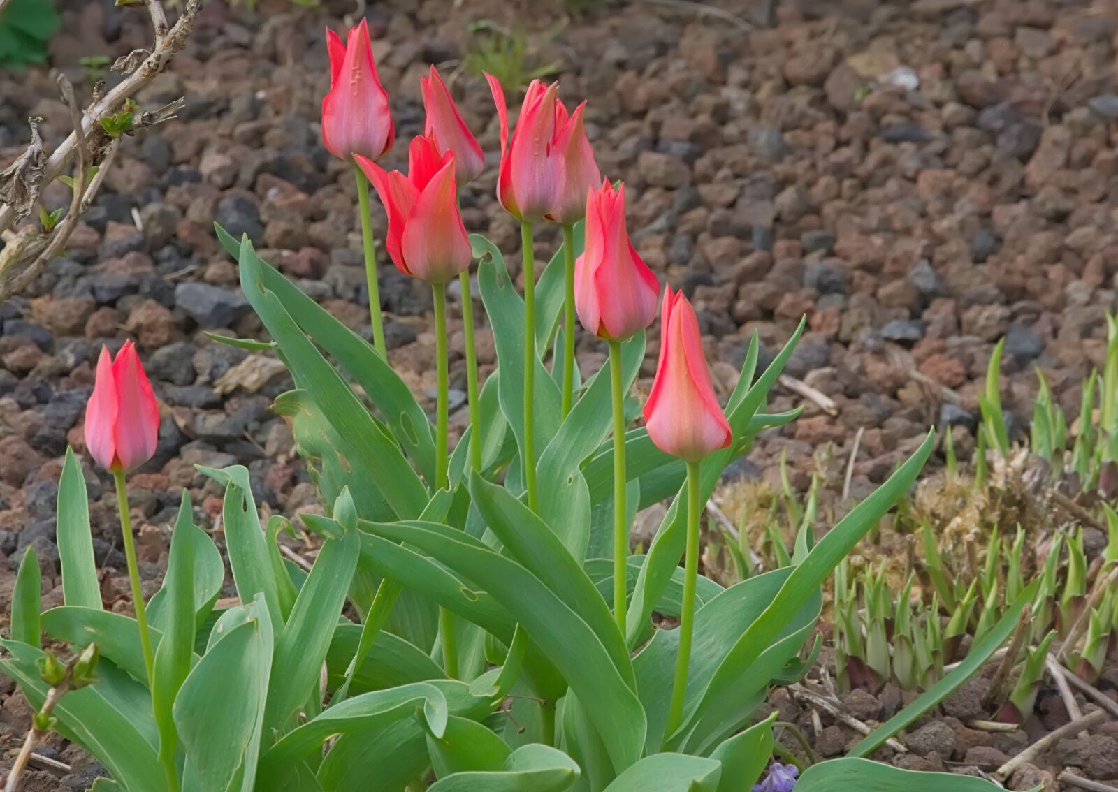 Nikon D3300 sample photo. Mini tulips, red, spring photography