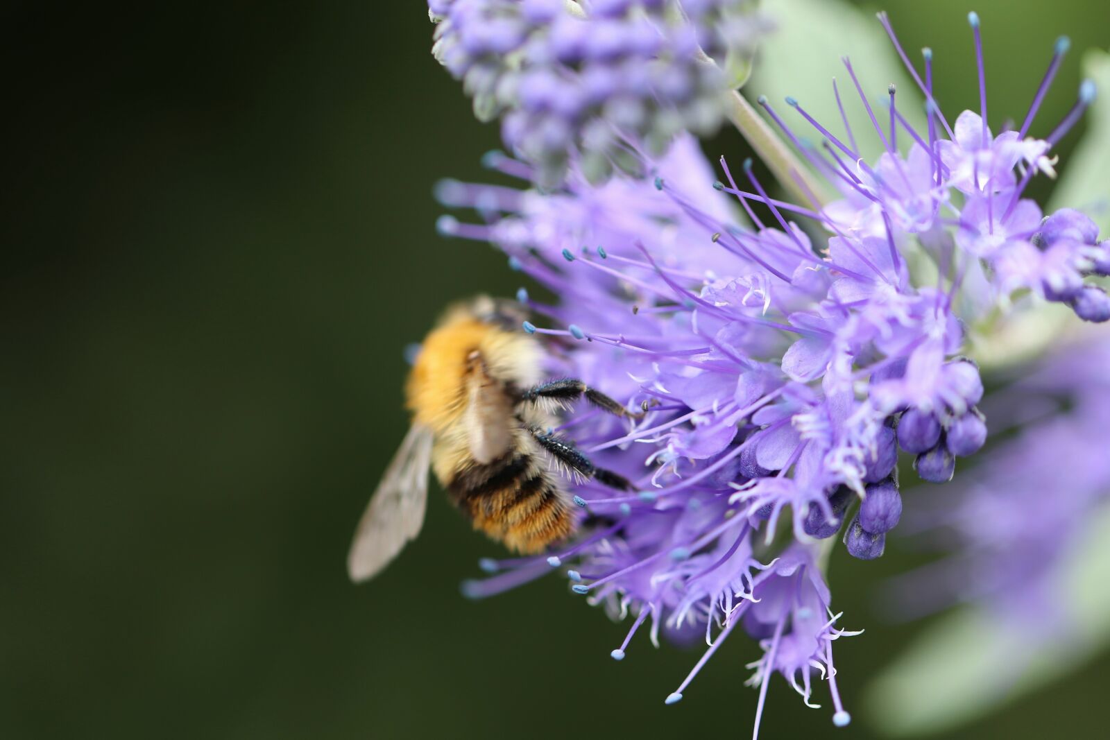 Canon EOS 800D (EOS Rebel T7i / EOS Kiss X9i) sample photo. Bee friend, bees, tufted photography
