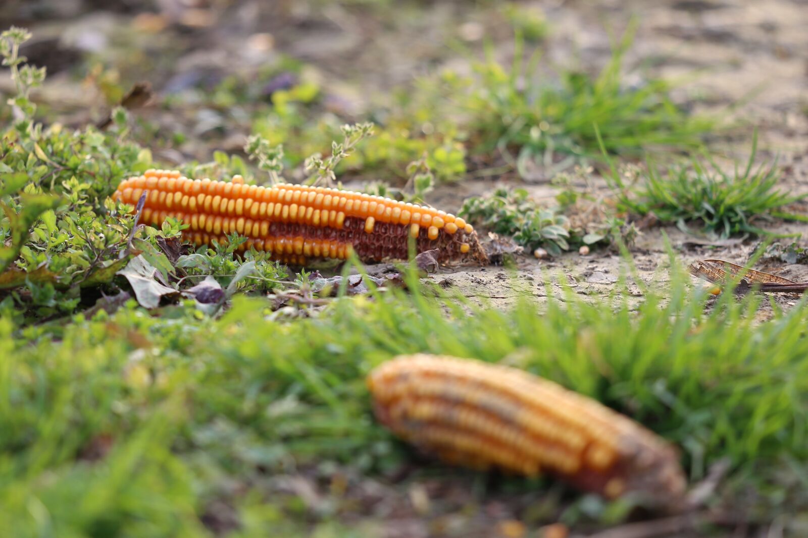 Canon EF 70-300 F4-5.6 IS II USM sample photo. Corn cobs, after harvest photography