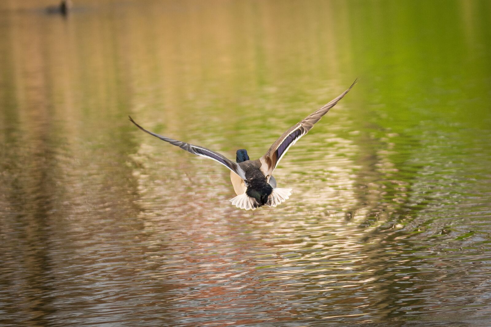 Nikon D7200 sample photo. Duck, lake, mood photography