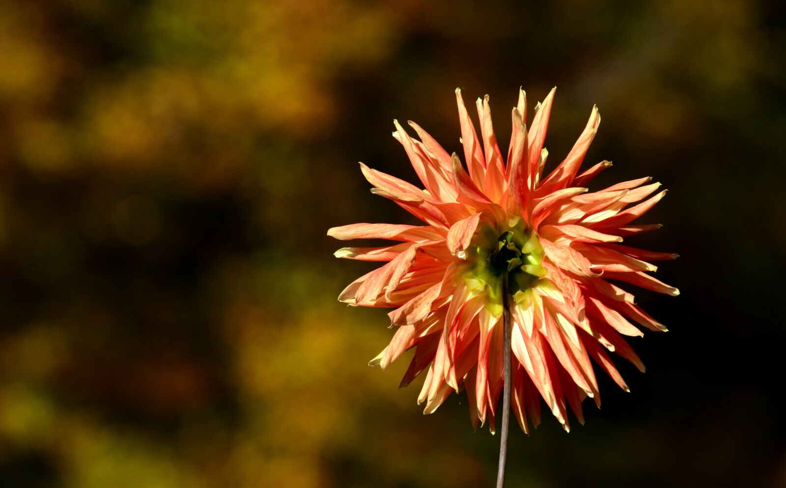 Nikon D3300 sample photo. Dahlia, back, flower photography