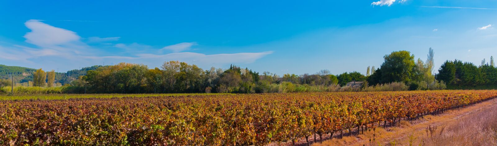 Nikon D750 sample photo. Vines, fall, vineyard photography