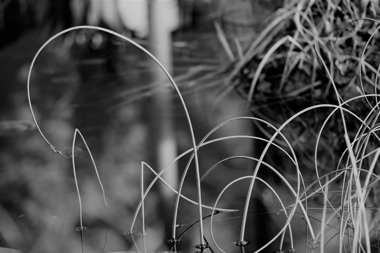 Nikon D5500 sample photo. Black and white, pond photography
