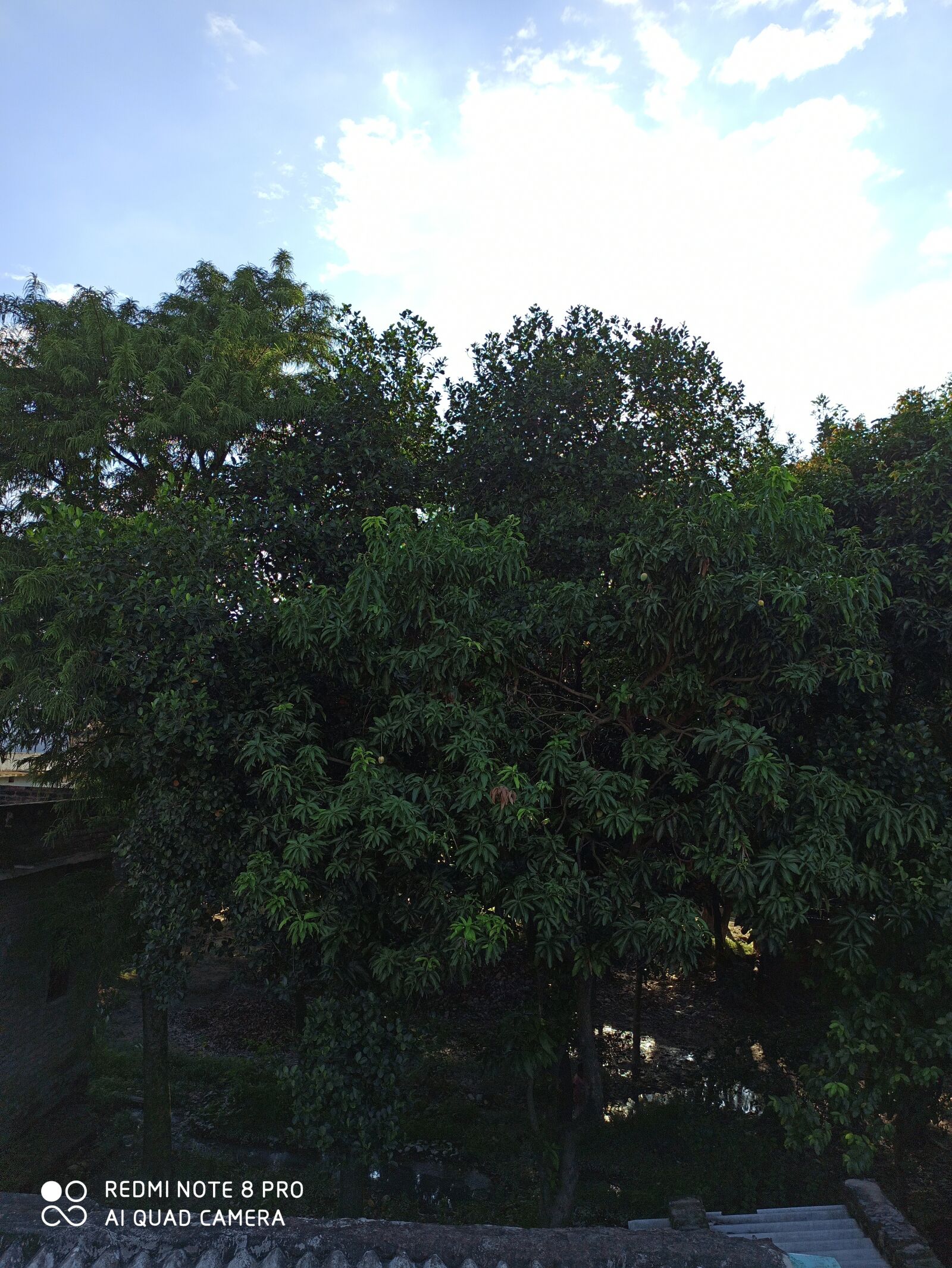 Xiaomi Redmi Note 8 Pro sample photo. Forest, sky, nature photography