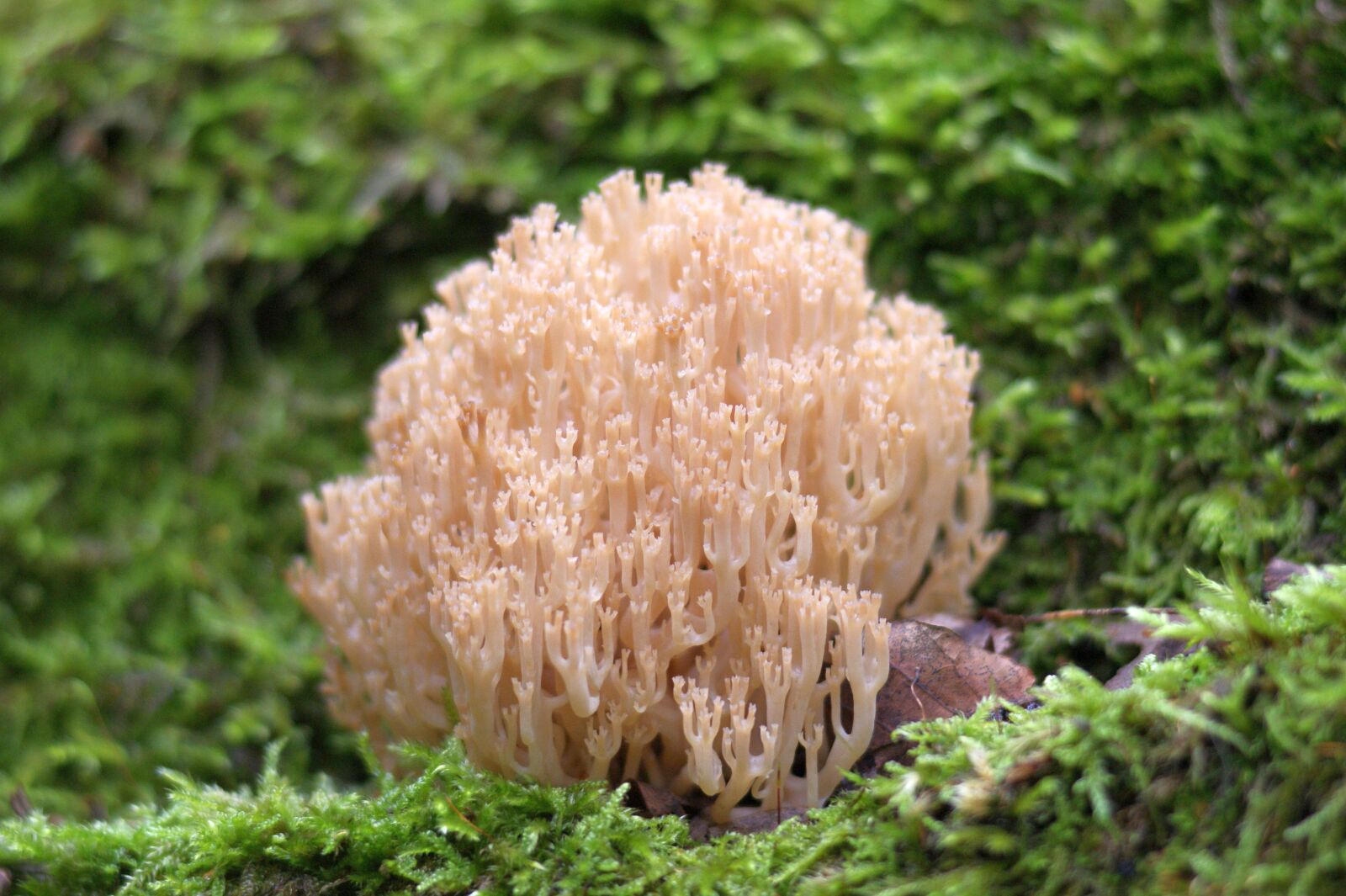 Sony Alpha DSLR-A290 sample photo. Mushroom, chandelier, reusable photography