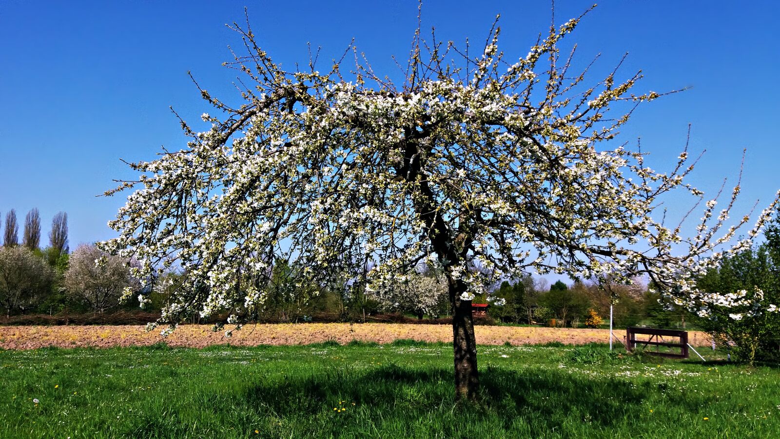 Samsung Galaxy J5 sample photo. Spring, tree, nature photography