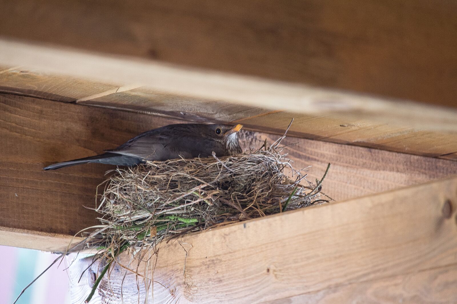 Гнезда птиц под крышей дома. Гнезда Воробьев под крышей. Ласточки свили гнездо. Гнездо черного дрозда. Гнездо под крышей.
