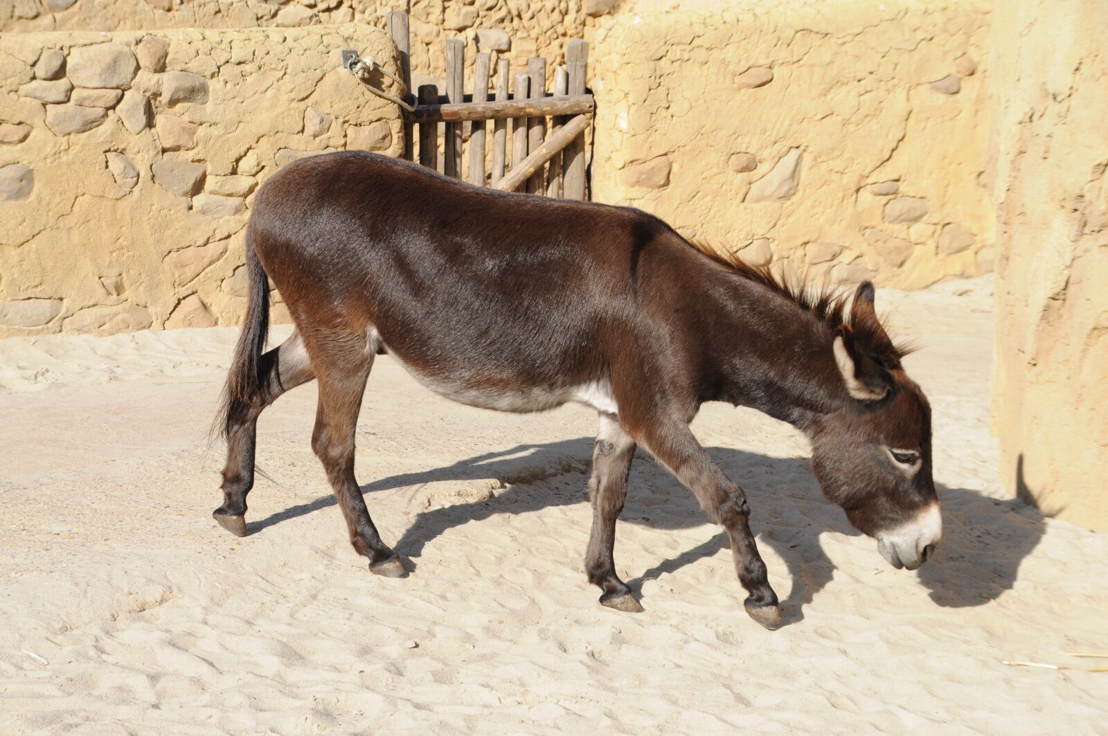 Nikon D5000 sample photo. Zoo emmen, donkey, animal photography
