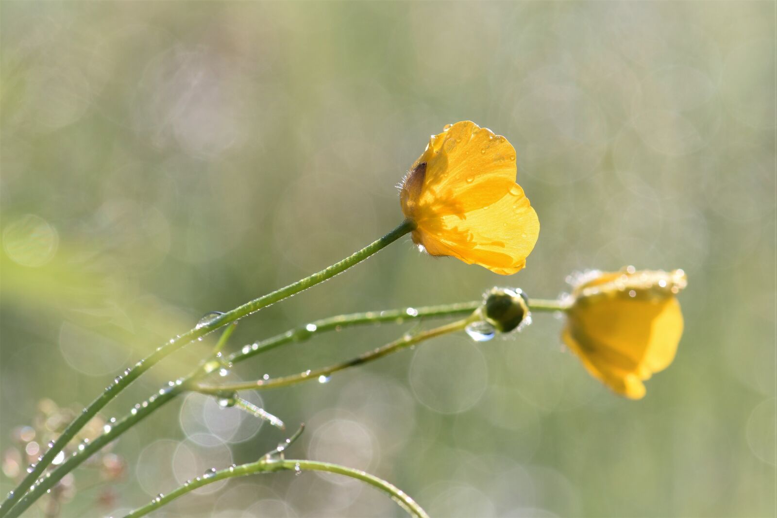 Nikon D5500 sample photo. Buttercup, flower, wild flower photography