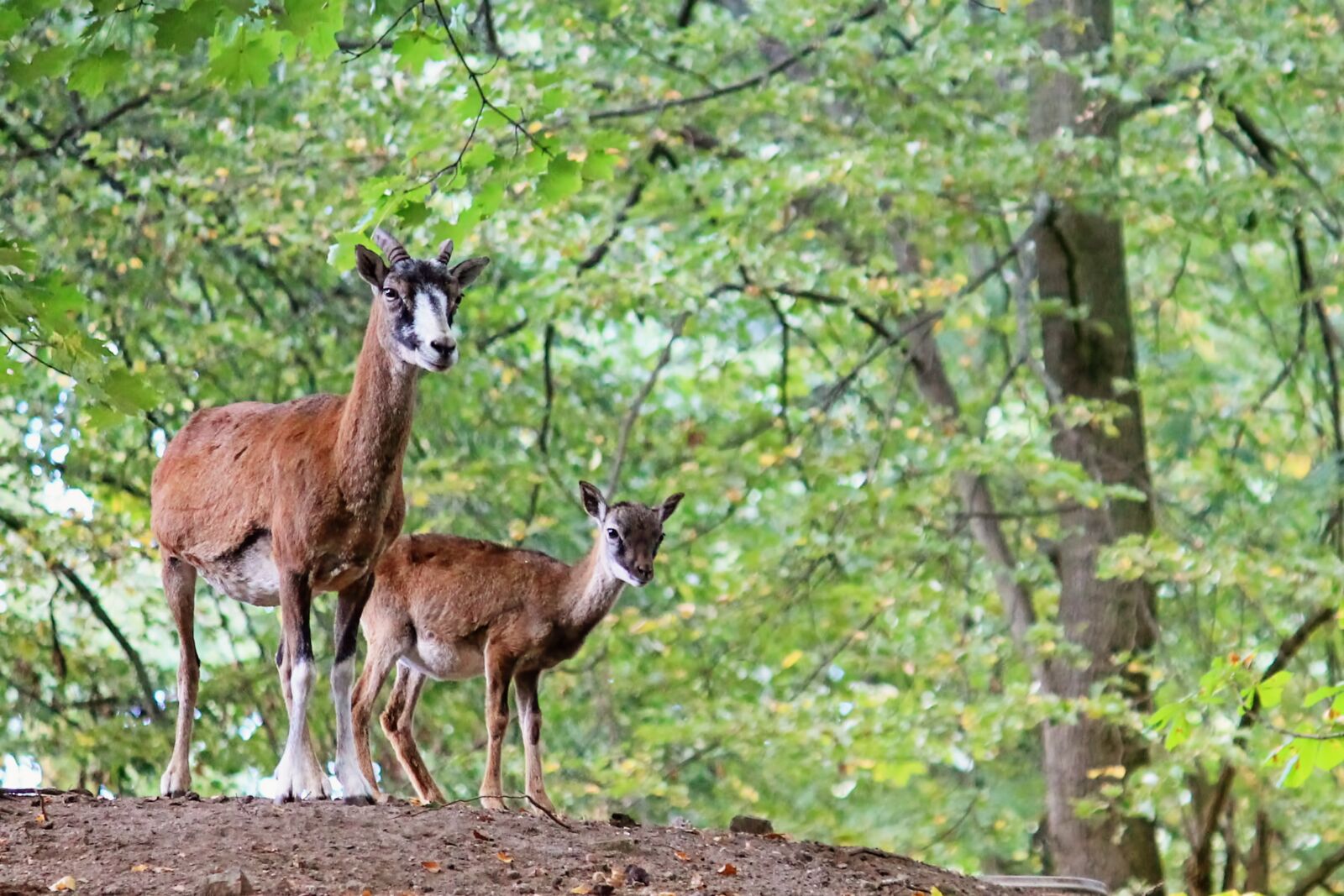 Canon EF-S 55-250mm F4-5.6 IS II sample photo. Goats, horns, mammals photography