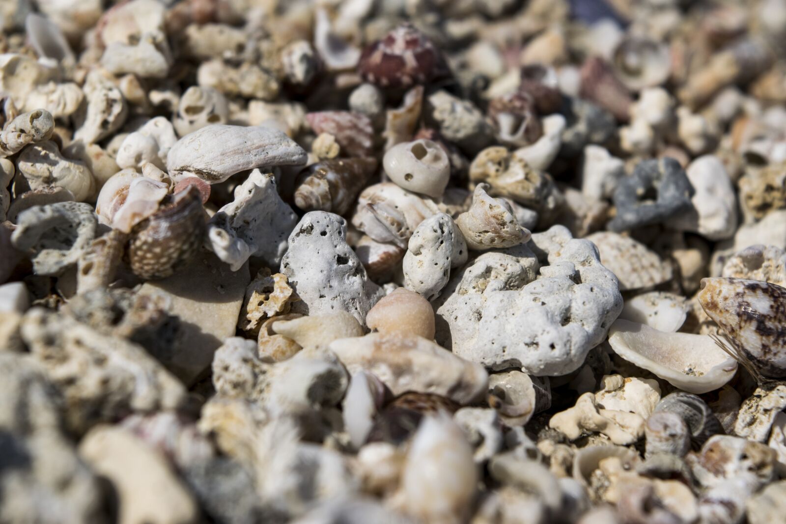 Nikon D5300 sample photo. Shells, rocks, stones photography