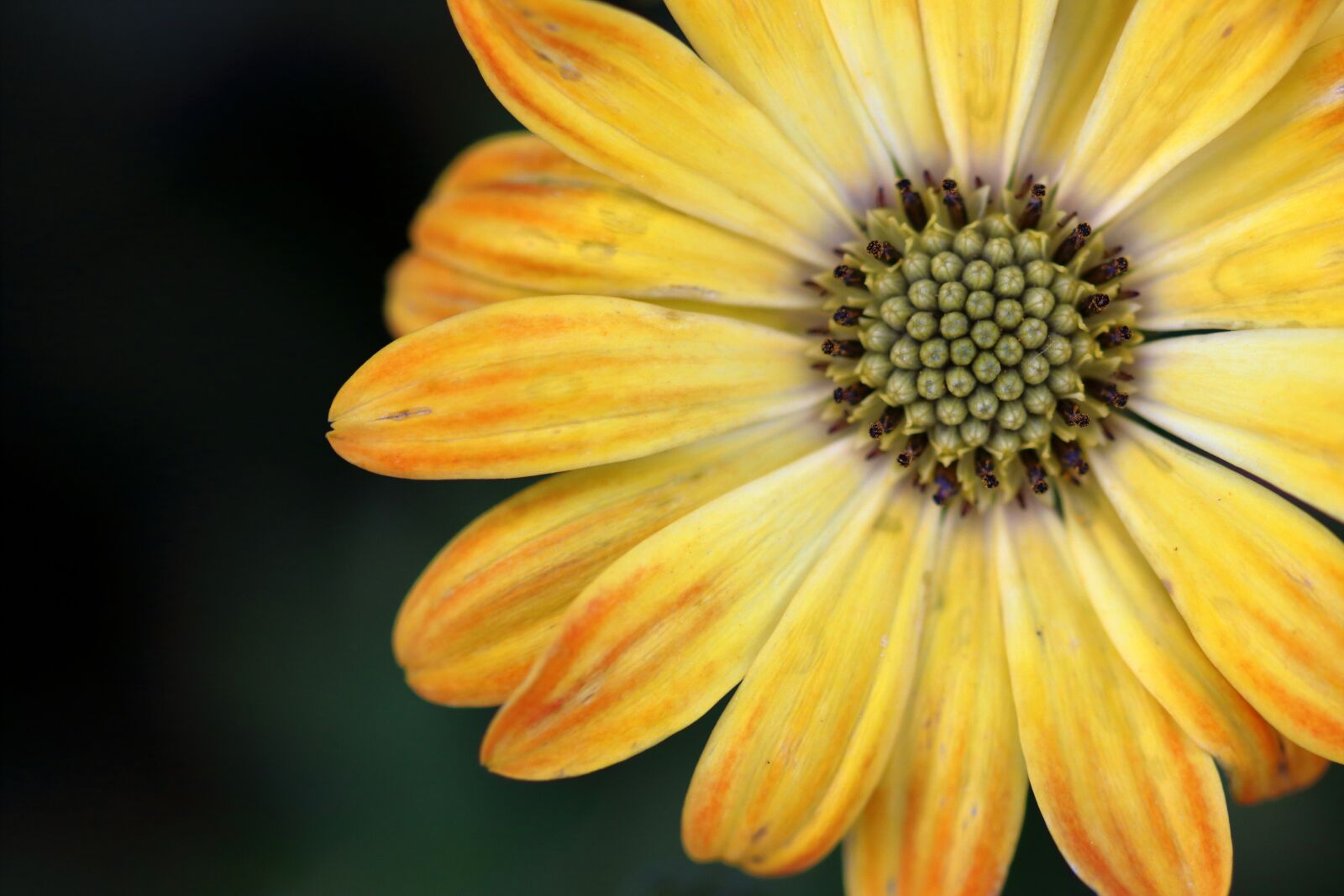 Canon EOS 80D sample photo. Yellow, flower, macro photography
