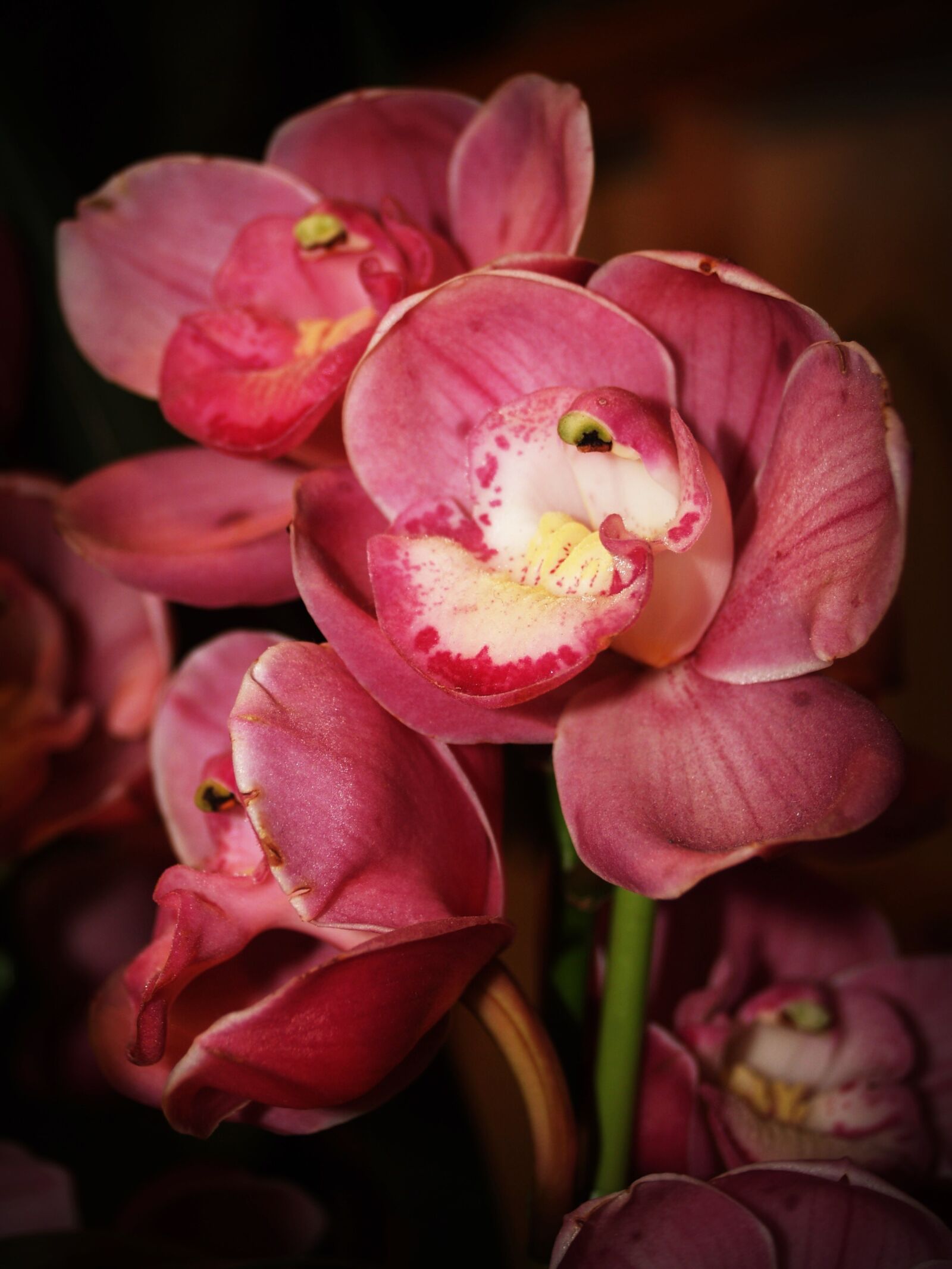 Olympus E-300 (EVOLT E-300) sample photo. Flower, orchid, tropical photography