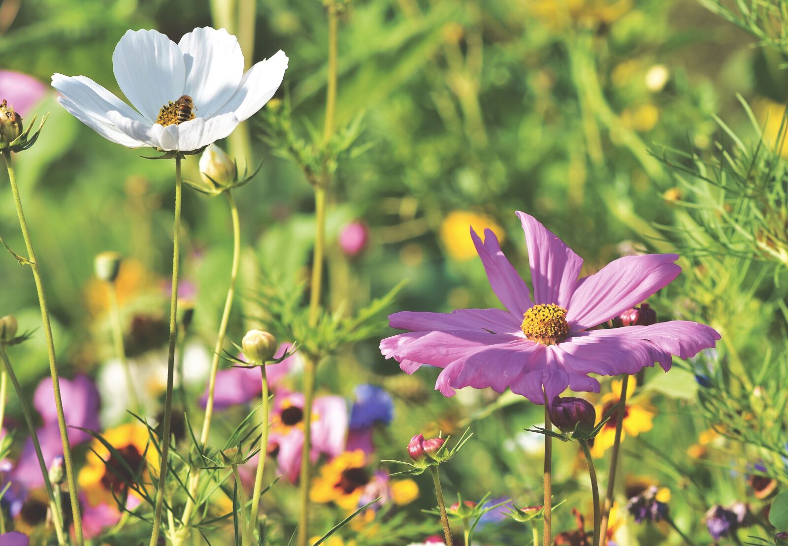 Nikon D7200 sample photo. Cosmea, flower, flower meadow photography