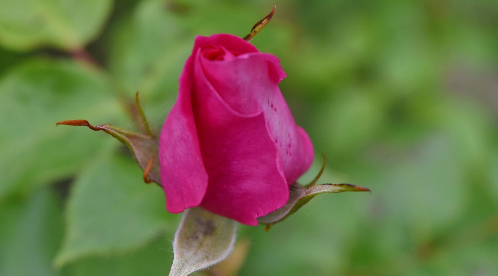 Nikon D5500 sample photo. Blurry, petals, roses, flower photography
