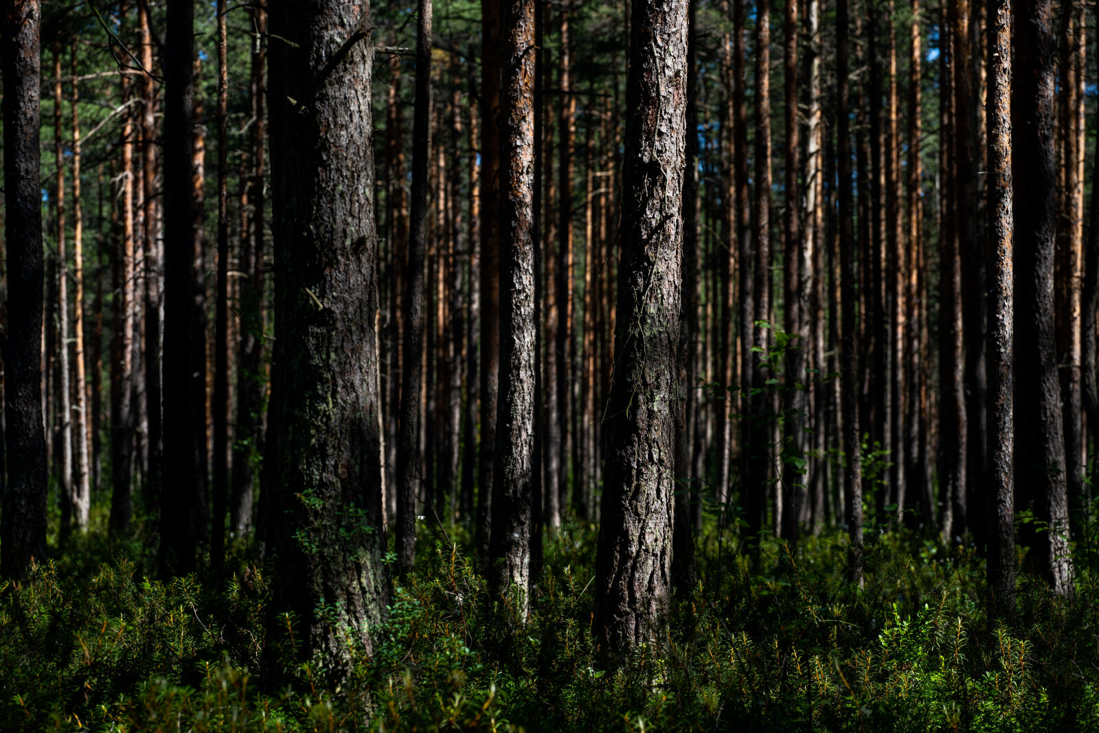 Sigma 105mm F2.8 DG DN Macro sample photo. Nature reserve pine forest photography
