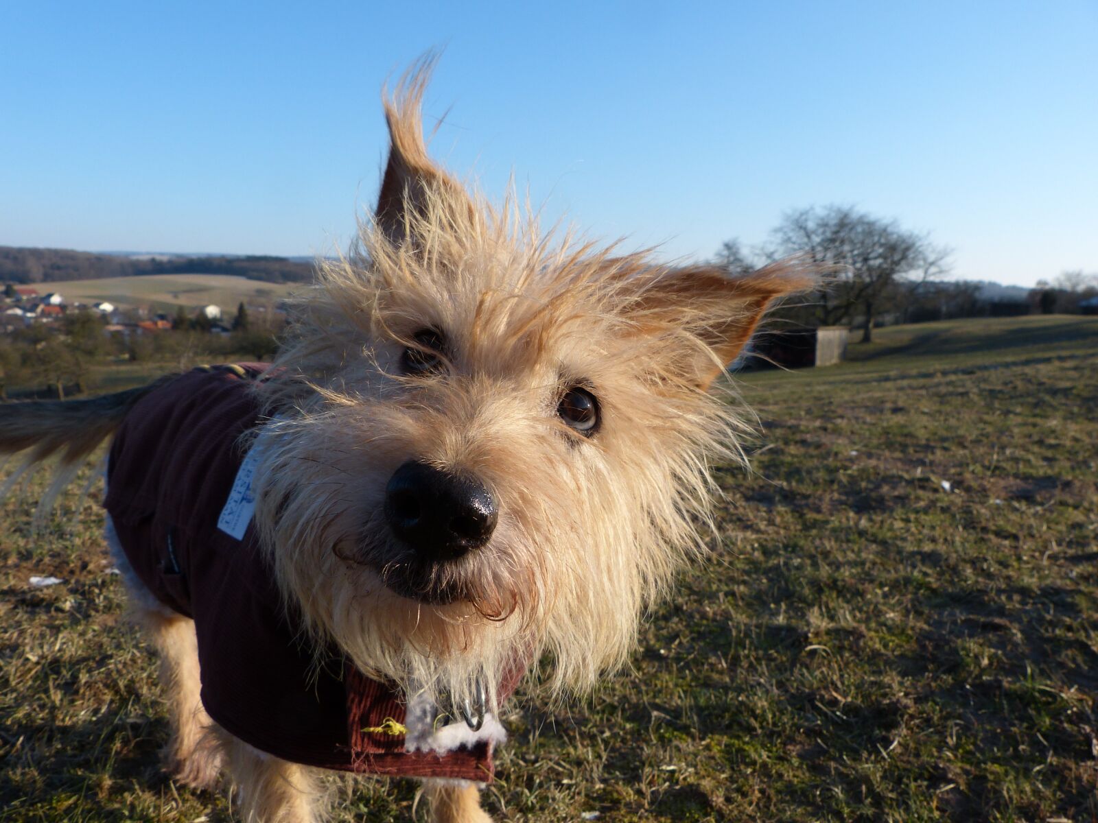 Panasonic Lumix DMC-FZ150 sample photo. Animals, dog, nature photography