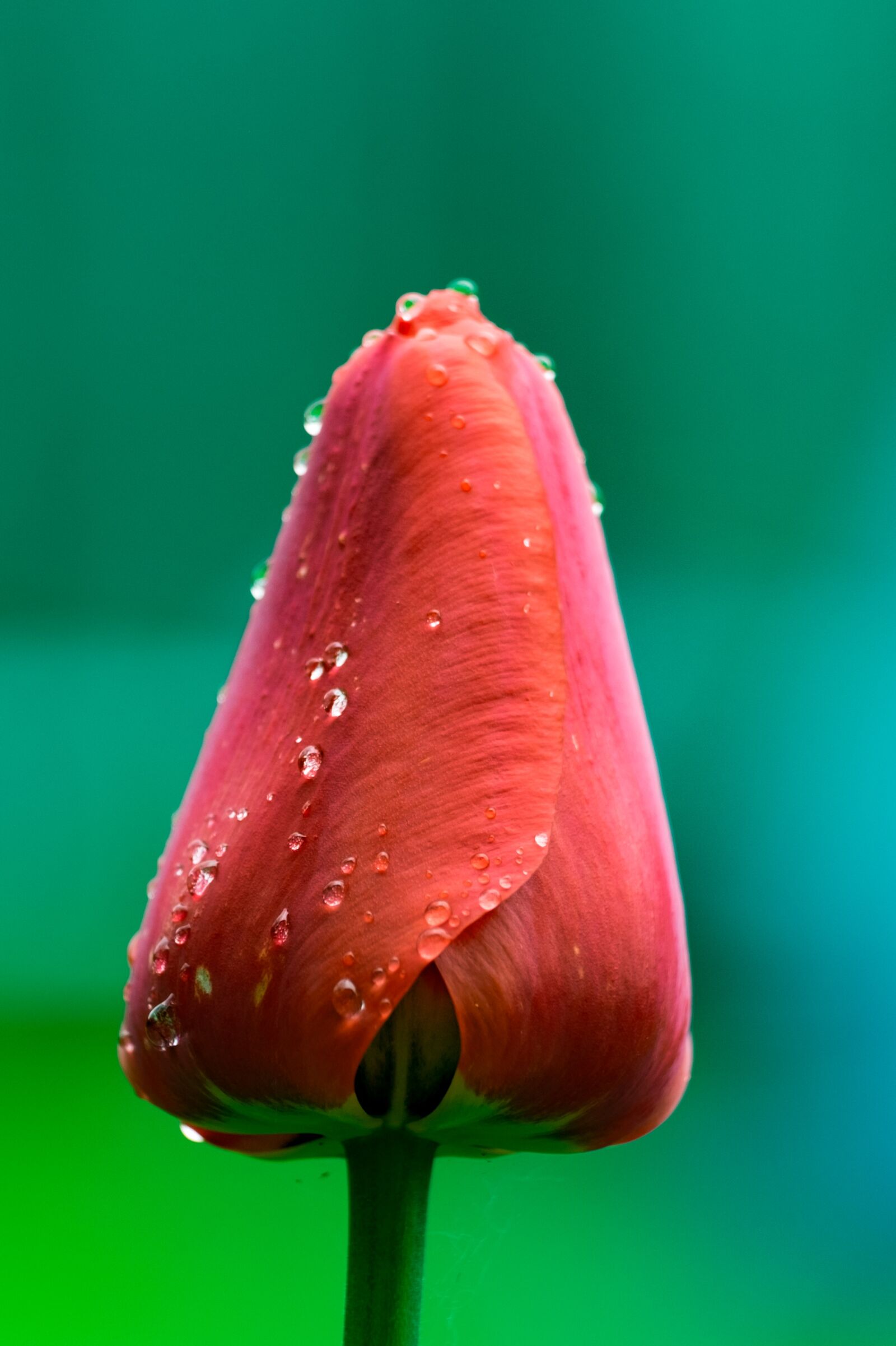 Fujifilm XF 55-200mm F3.5-4.8 R LM OIS sample photo. Tulip, red, spring photography