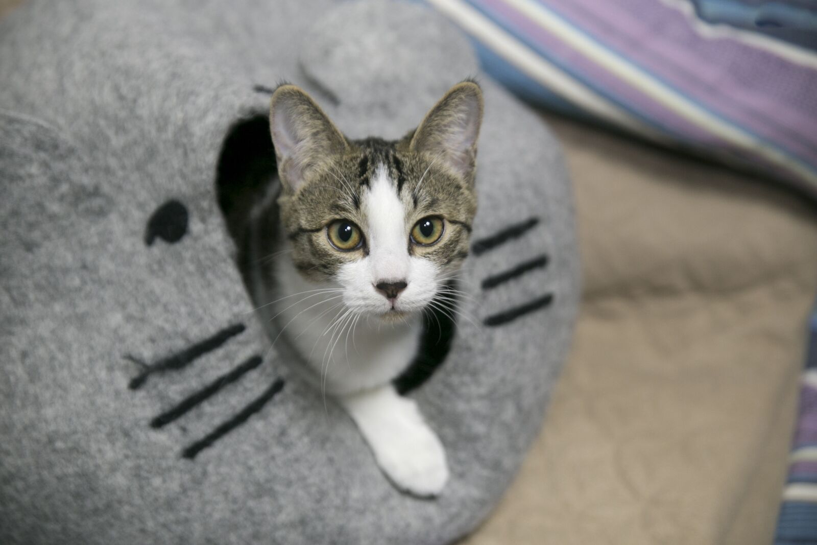 Canon EOS 6D sample photo. Cute, cat, portraits photography