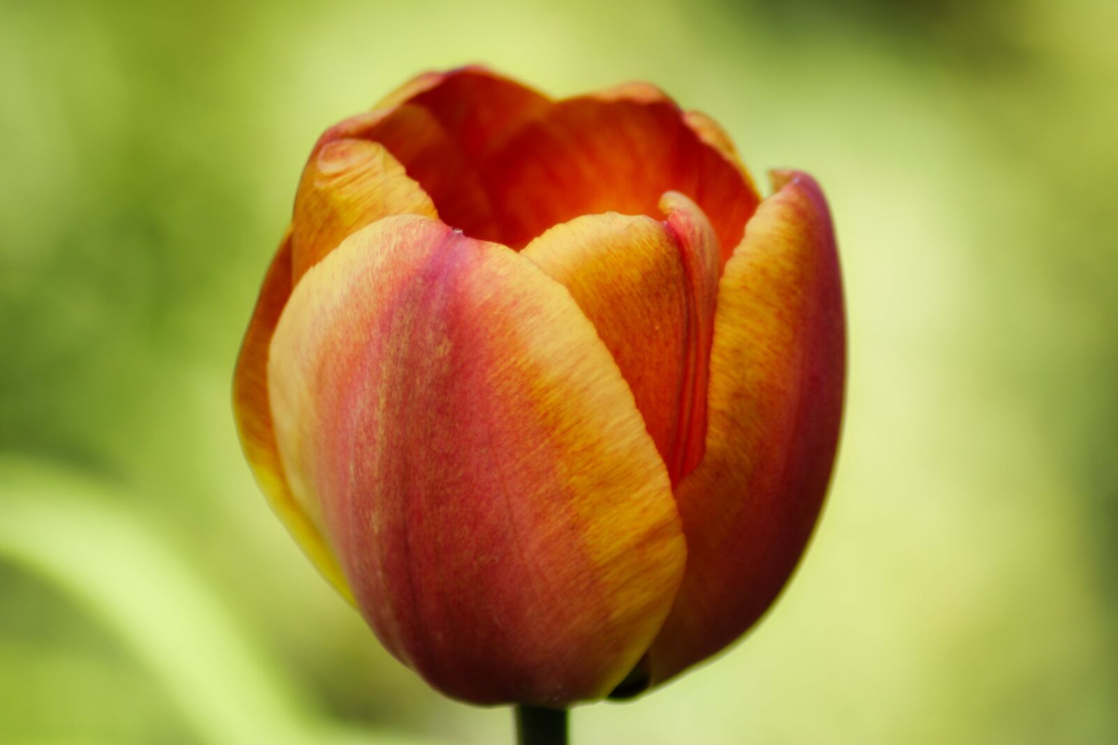Canon EOS 1300D (EOS Rebel T6 / EOS Kiss X80) sample photo. Tulip, garden, spring photography