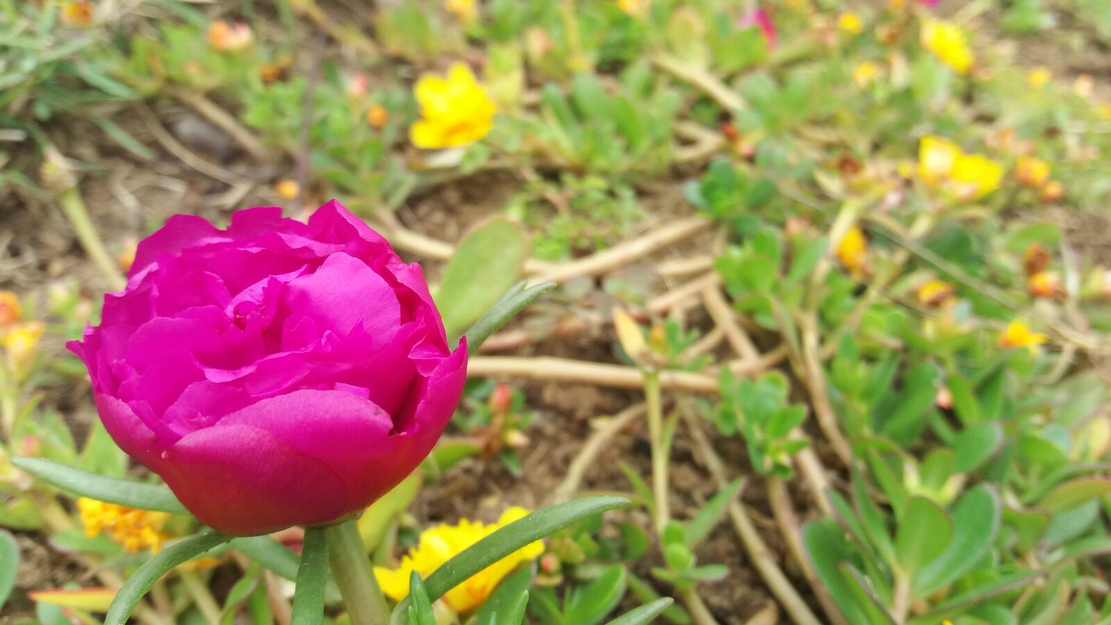 Samsung Galaxy J5 sample photo. Flowers, spring, garden photography