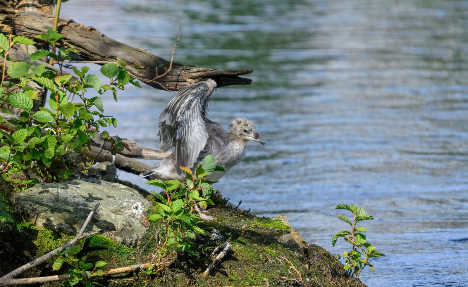 Nikon D5200 sample photo. Seagull, bird, freedom photography