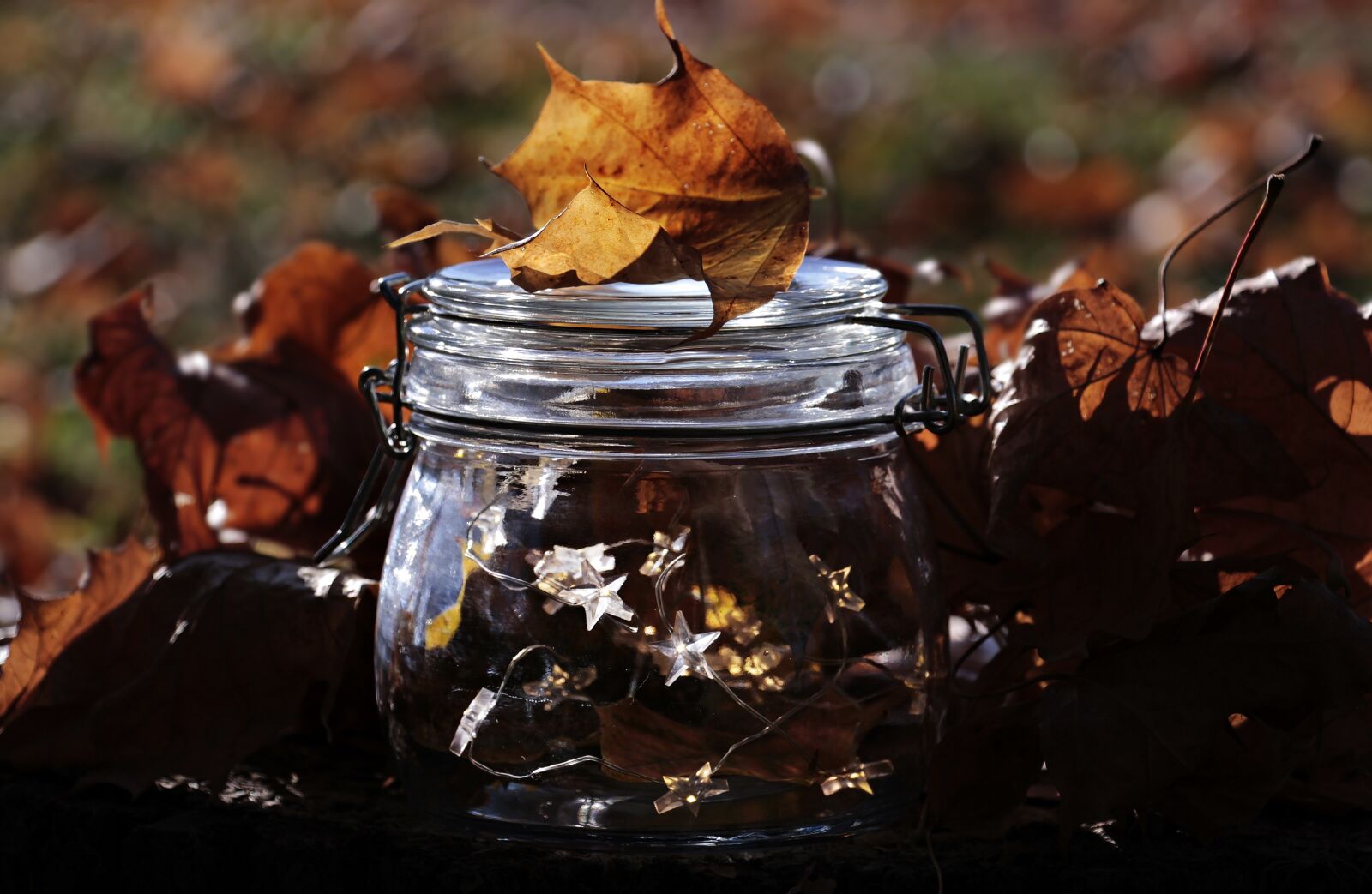 Canon EOS 100D (EOS Rebel SL1 / EOS Kiss X7) sample photo. Glass, lichterkette, fall foliage photography