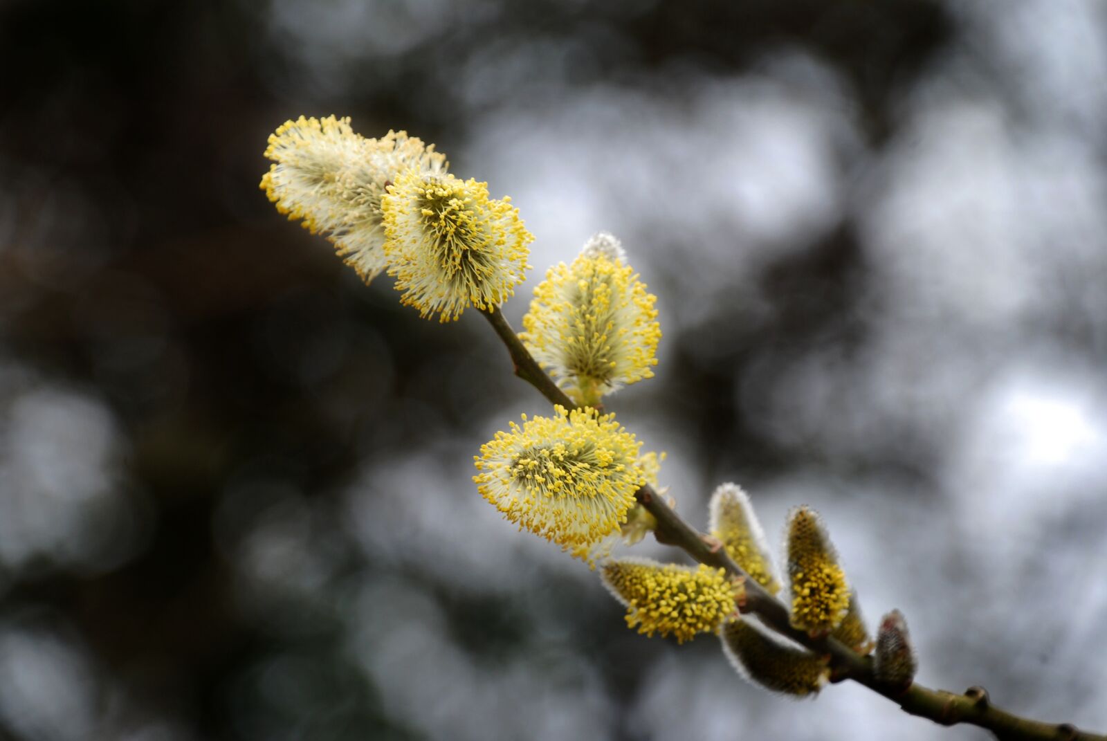 Nikon D80 sample photo. Palm kitten, nature, spring photography
