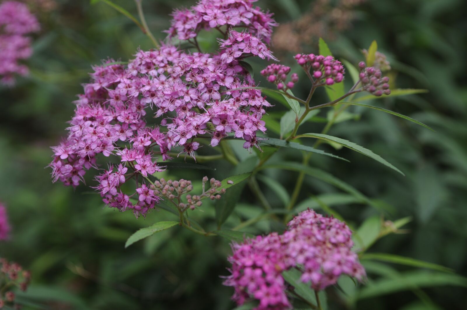 Nikon D300S sample photo. Spiraea, natural, plant photography