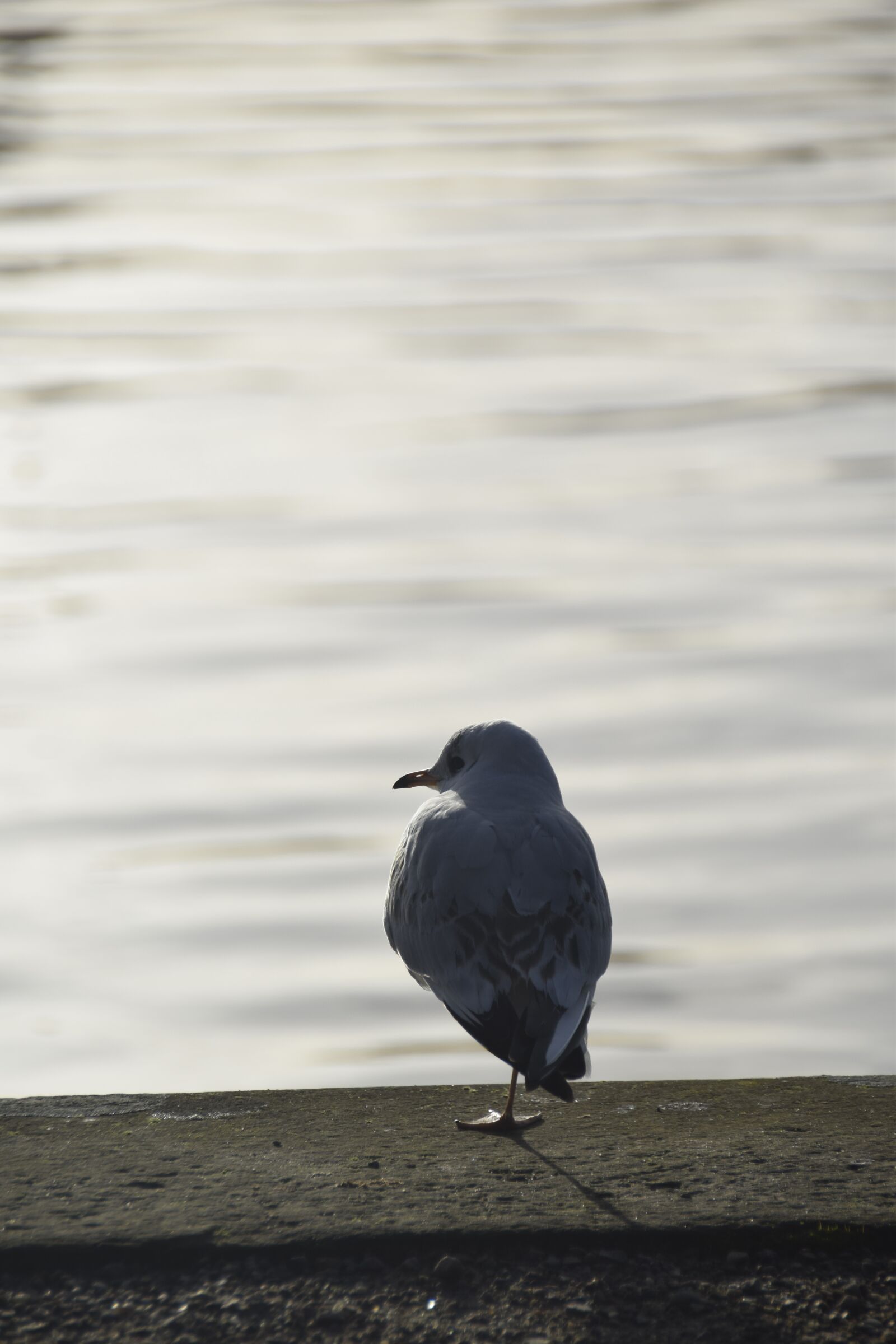 Nikon D5300 sample photo. Bird, nature, seagull photography
