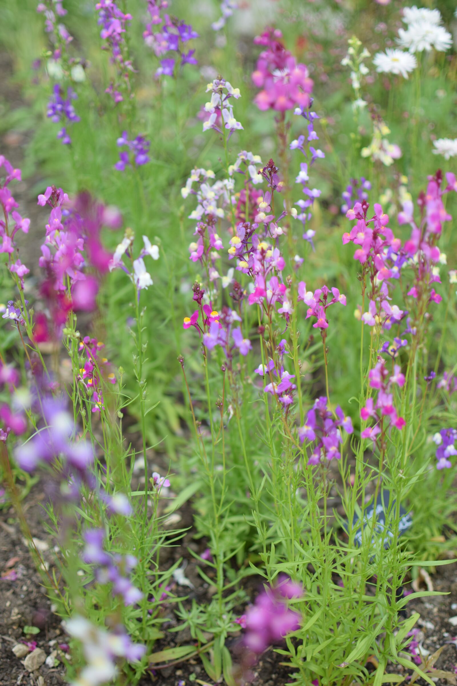 Nikon D3300 sample photo. Flower, national trust, garden photography