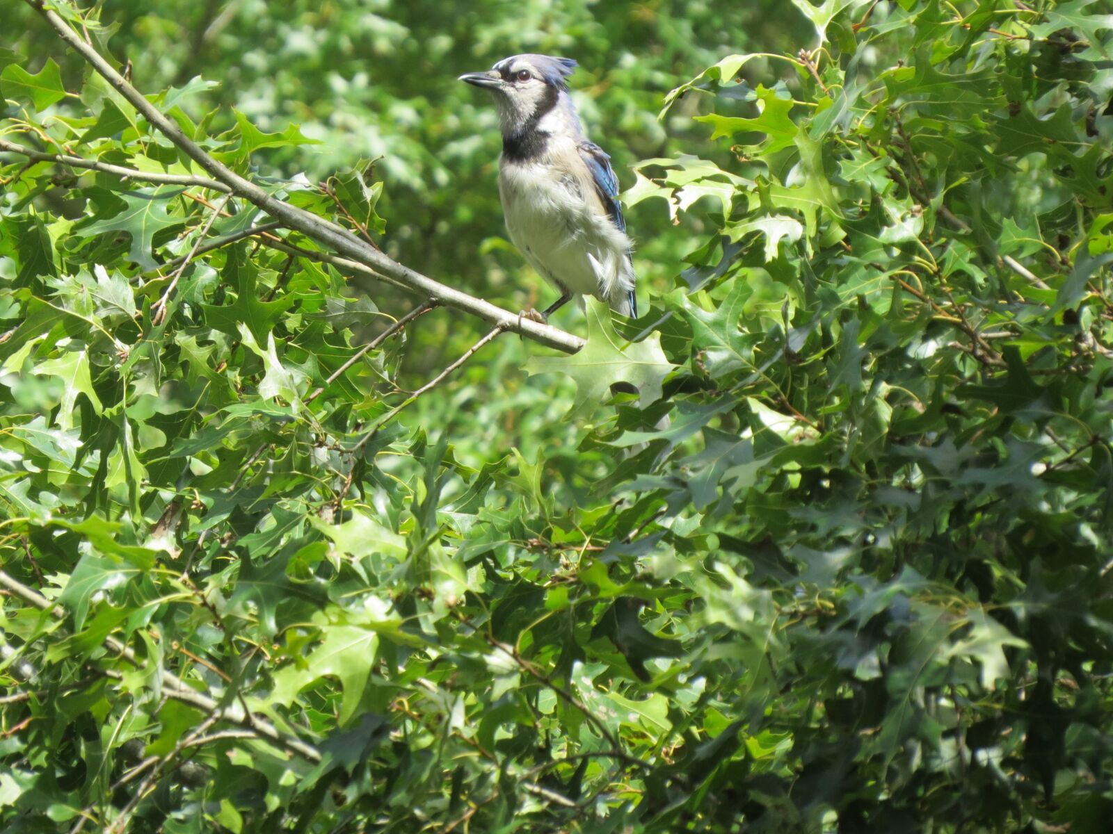 Canon PowerShot SX50 HS sample photo. Bird, blue, white photography