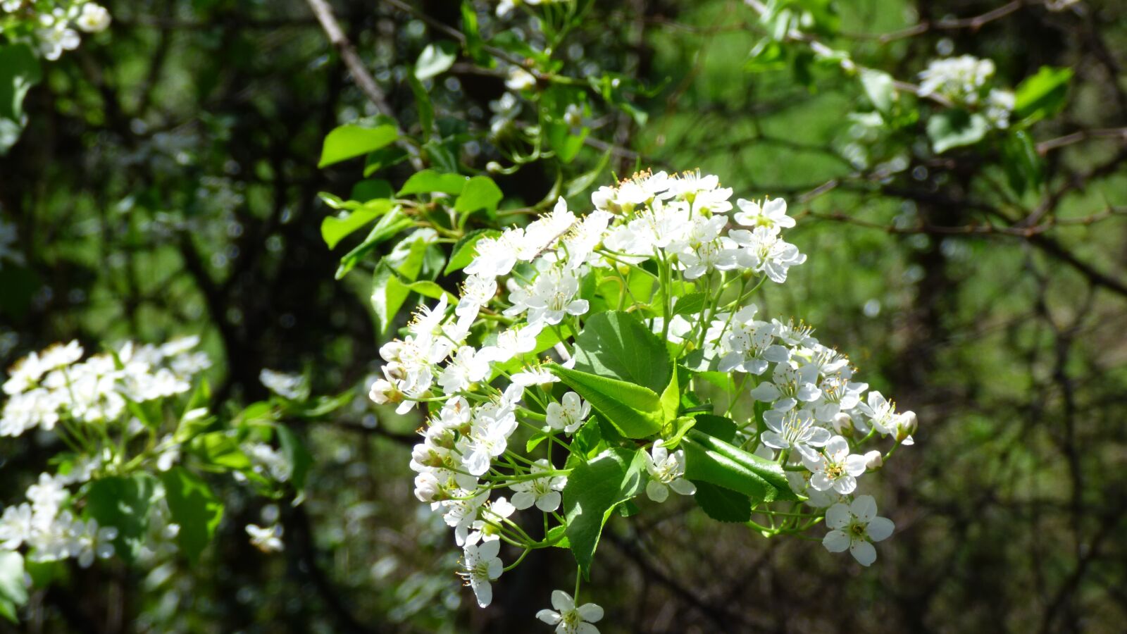 Panasonic DMC-FZ72 sample photo. Blossom, bloom, cherry photography