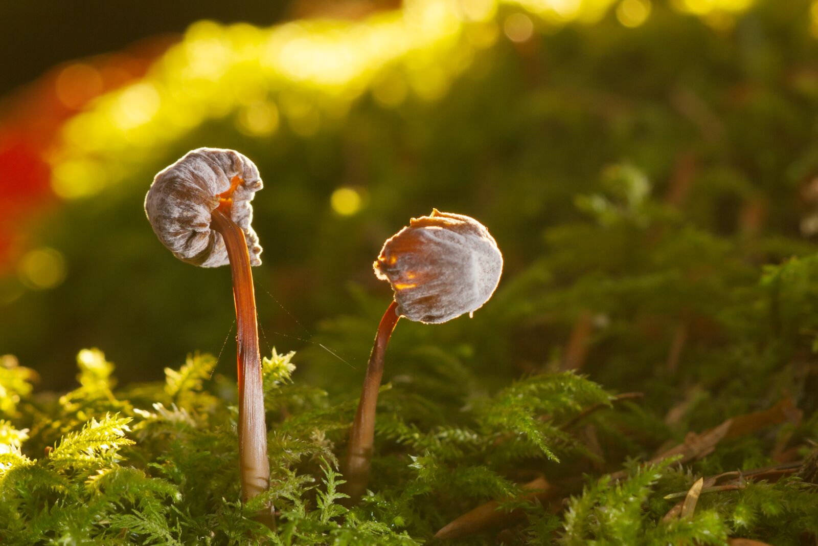 Canon EOS 7D sample photo. Mushroom, moss, sponge photography