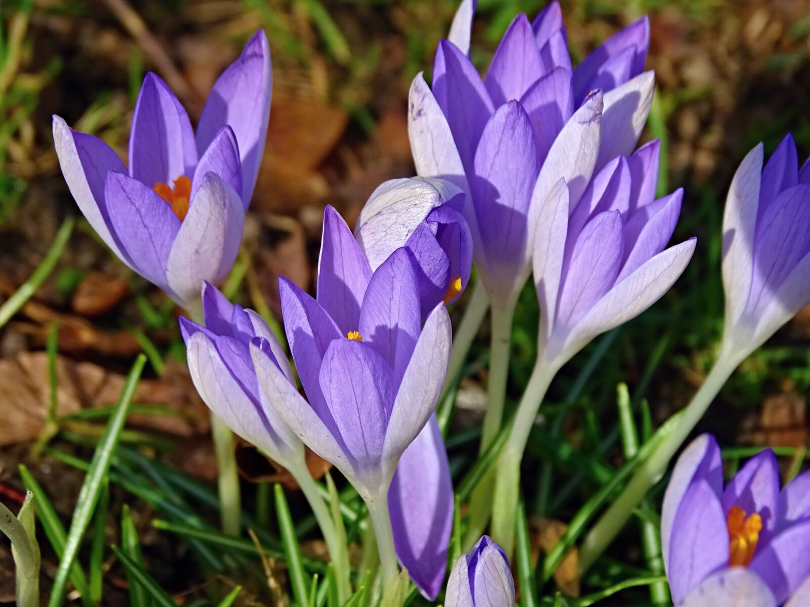 Sony Cyber-shot DSC-HX400V sample photo. Crocus, spring, lenz photography