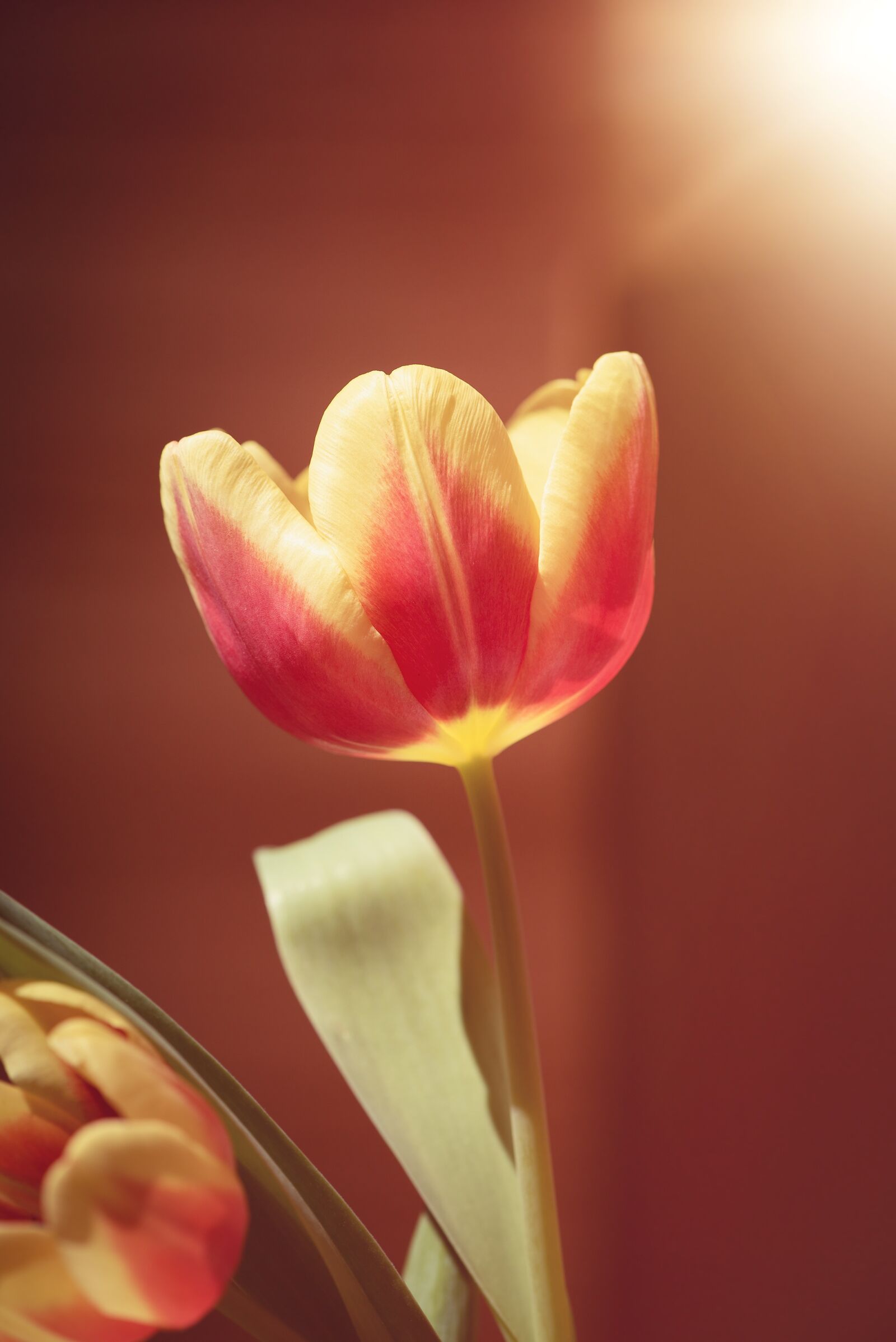 Nikon D750 sample photo. Tulip, flower, blossom photography